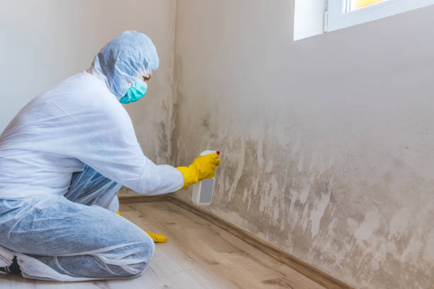 Licensed Attic Mold Remediation service in Clarksville, TN - Car Mold Remediation